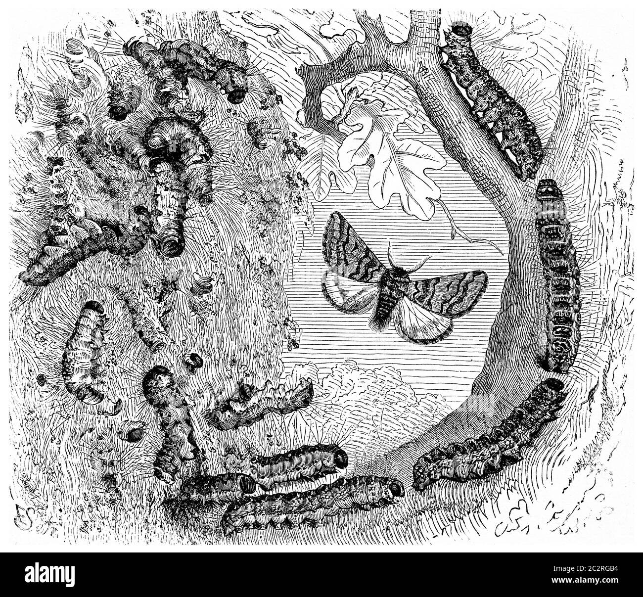 Armyworms, illustration gravée d'époque. La vie dans la nature, 1890. Banque D'Images