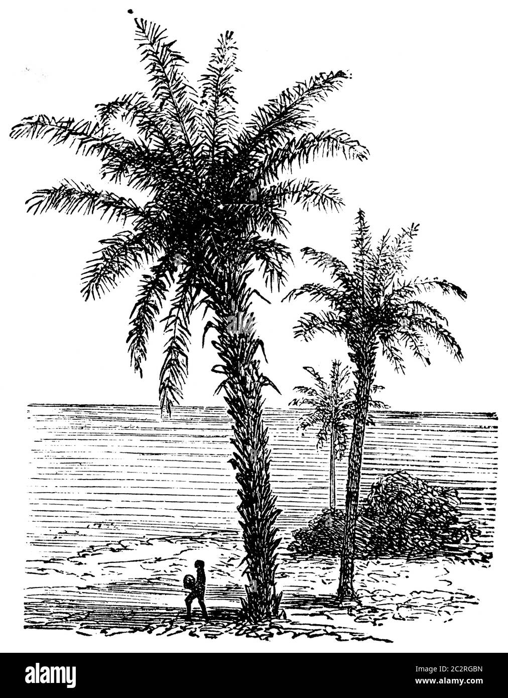 Palm avoira, illustration gravée d'époque. La vie dans la nature, 1890. Banque D'Images