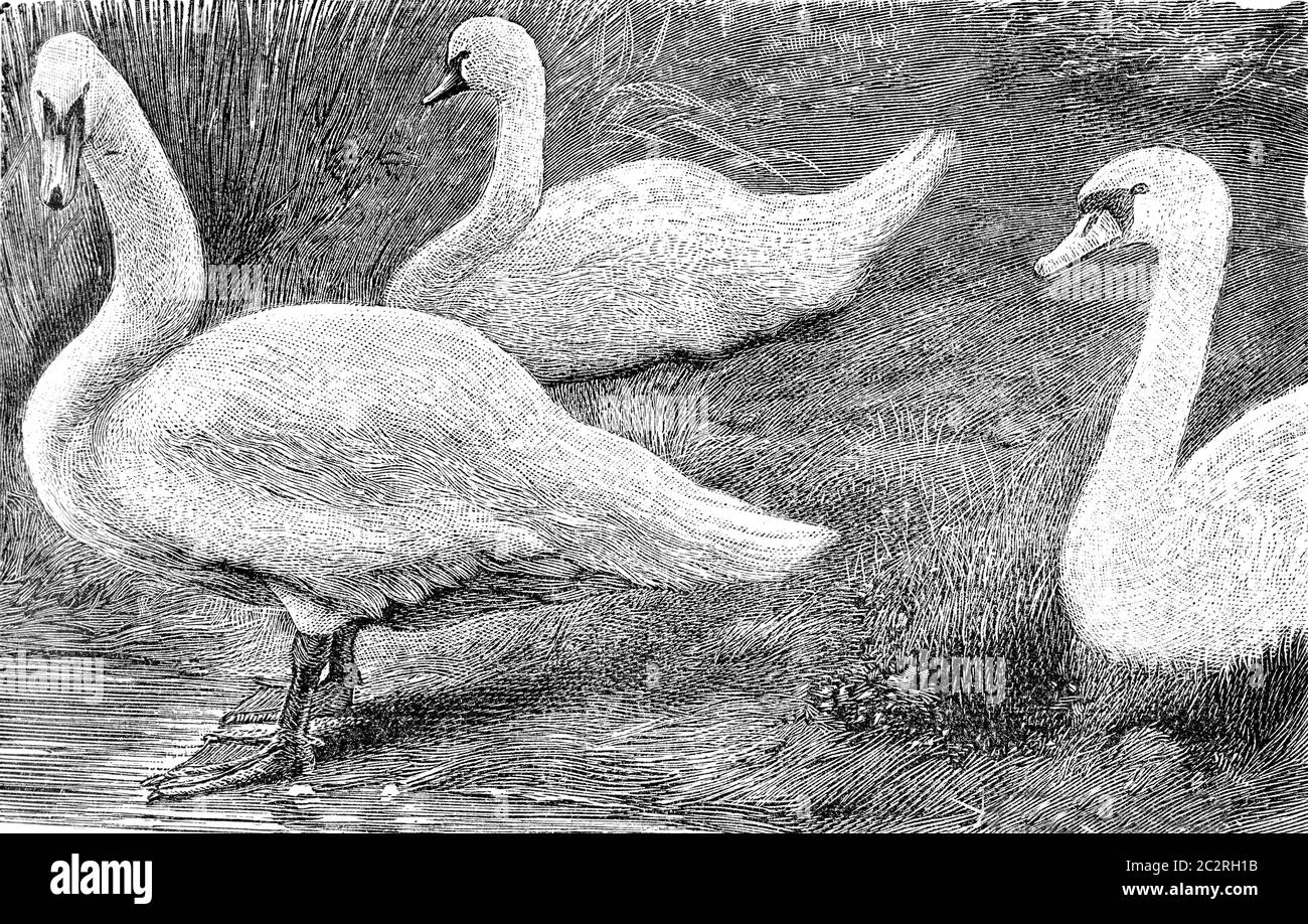 Le Swan, illustration gravée d'époque. De Deutch Vogel Teaching in Zoologie. Banque D'Images
