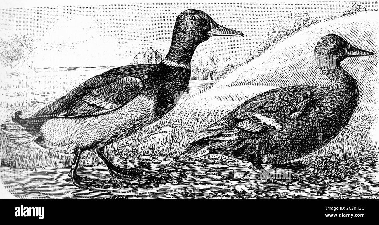 Le canard sauvage, illustration gravée vintage. De Deutch Vogel Teaching in Zoologie. Banque D'Images