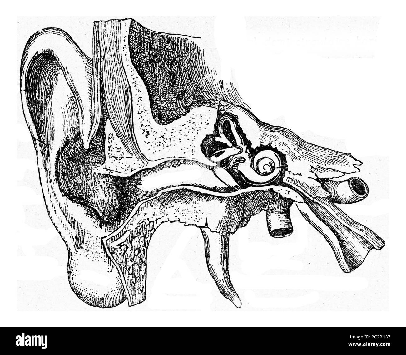 Construction de l'oreille humaine, illustration gravée vintage. De l'Univers et de l'humanité, 1910. Banque D'Images