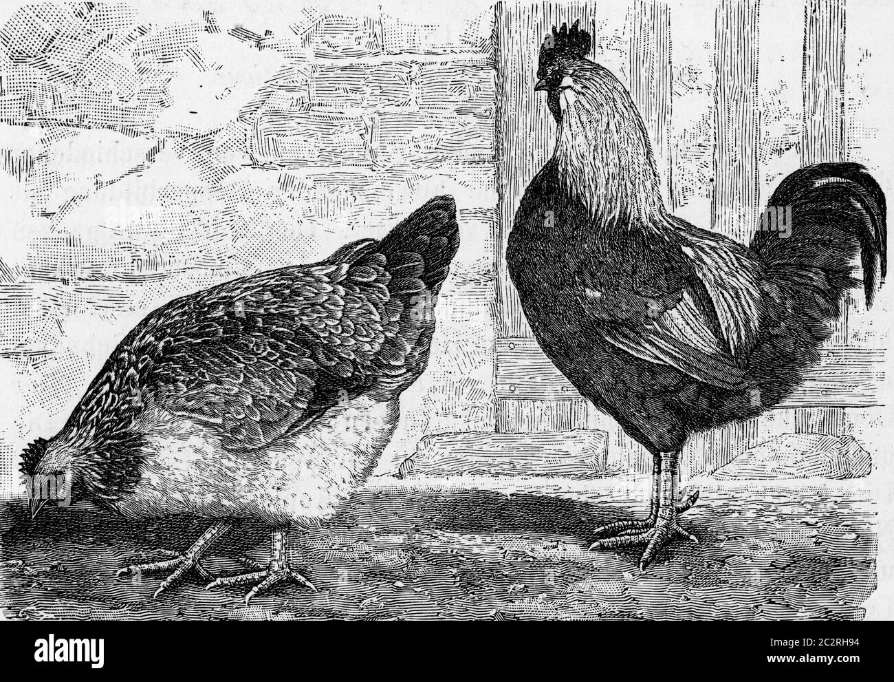 La poule de la maison, Gallus domesticus, illustration gravée d'époque. De Deutch Vogel Teaching in Zoologie. Banque D'Images