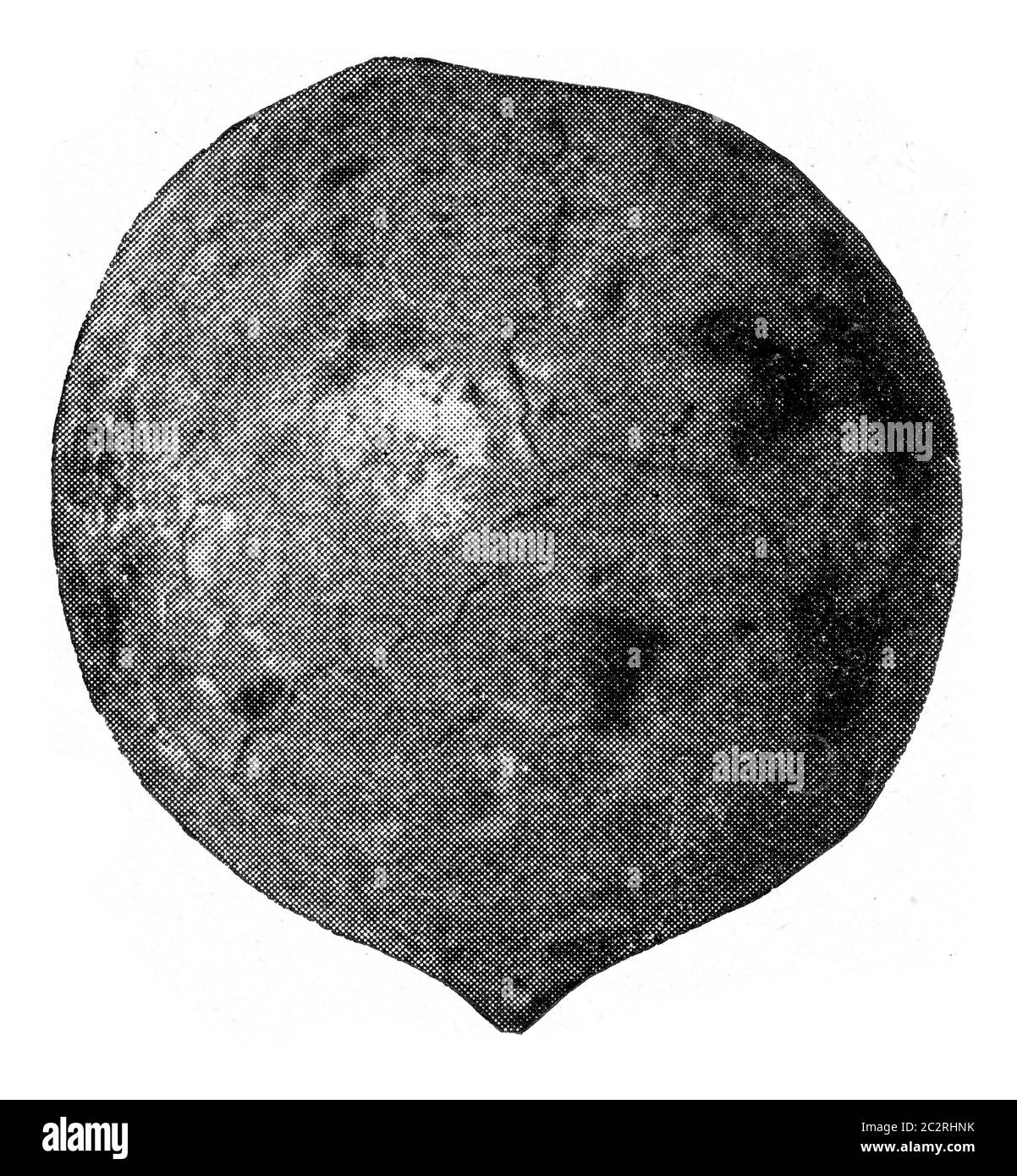 Echinosphaerites, illustration gravée d'époque. De l'Univers et de l'humanité, 1910. Banque D'Images