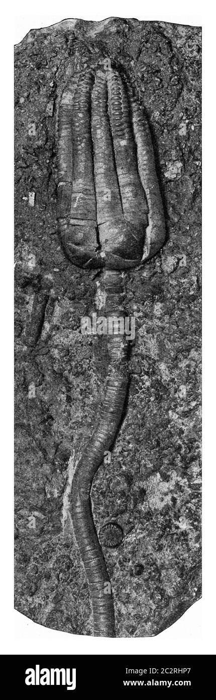 Encrine fossile de la Muschelkalk allemande, illustration gravée d'époque. De l'Univers et de l'humanité, 1910. Banque D'Images