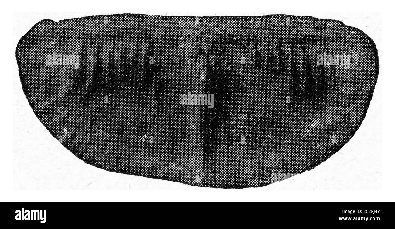 Couvercle vu de l'intérieur, illustration gravée d'époque. De l'Univers et de l'humanité, 1910. Banque D'Images