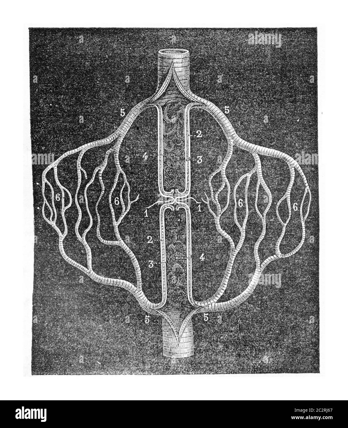 Schéma de la figure expliquant la circulation collatérale qui se développe après la ligature d'une artère, illustration gravée vintage. Médecine habituelle Di Banque D'Images