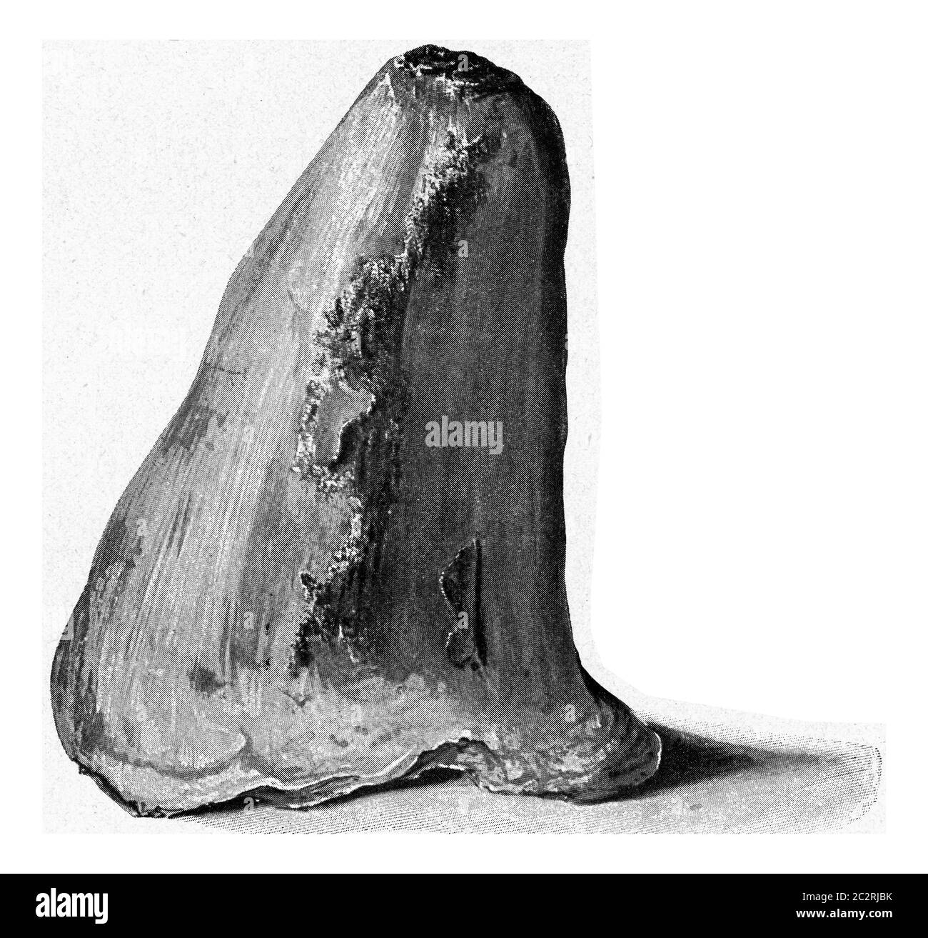 Sigillary sous forme de pain de sucre du Pit de Reden dans le district de charbon de la Sarre, illustration gravée d'époque. De l'Univers et de l'humanité Banque D'Images