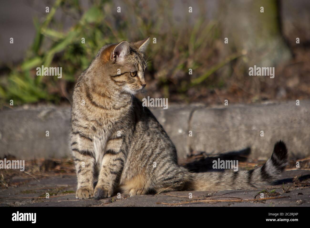 Hauskatze (Felis silänyforma catus) Banque D'Images