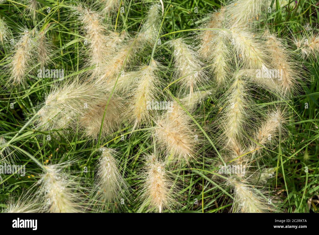 Plante de Pennisetum villosum « Cream Falls » communément appelée herbe à plumes Banque D'Images