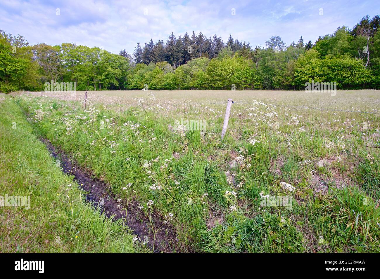 Large prairie verte d'herbe et de fleurs fleuries entourée d'une clôture avec des arbres et le bord de la forêt en arrière-plan. Ciel bleu. Saison du rhume des foins. Banque D'Images