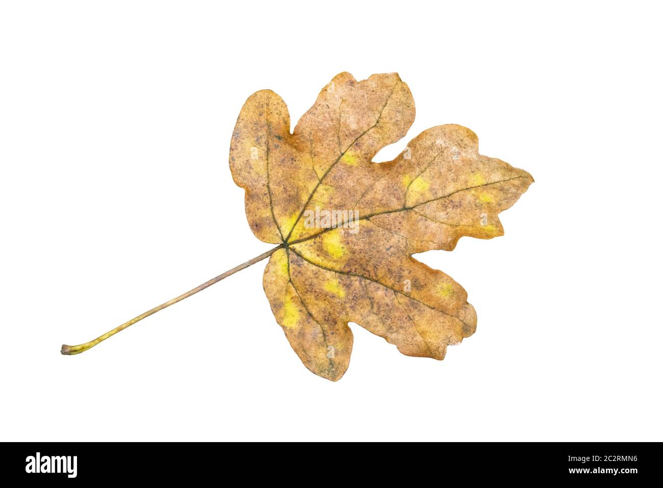 Feuille en automne couleur d'automne découpé et isolé sur un fond blanc Banque D'Images