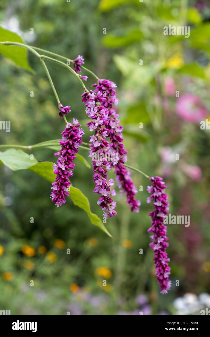 Pétrissage du chêne (Persicaria) Banque D'Images