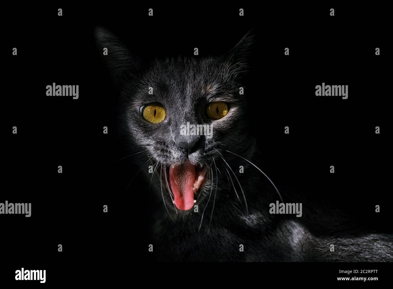 Portrait d'un chat en colère Banque D'Images