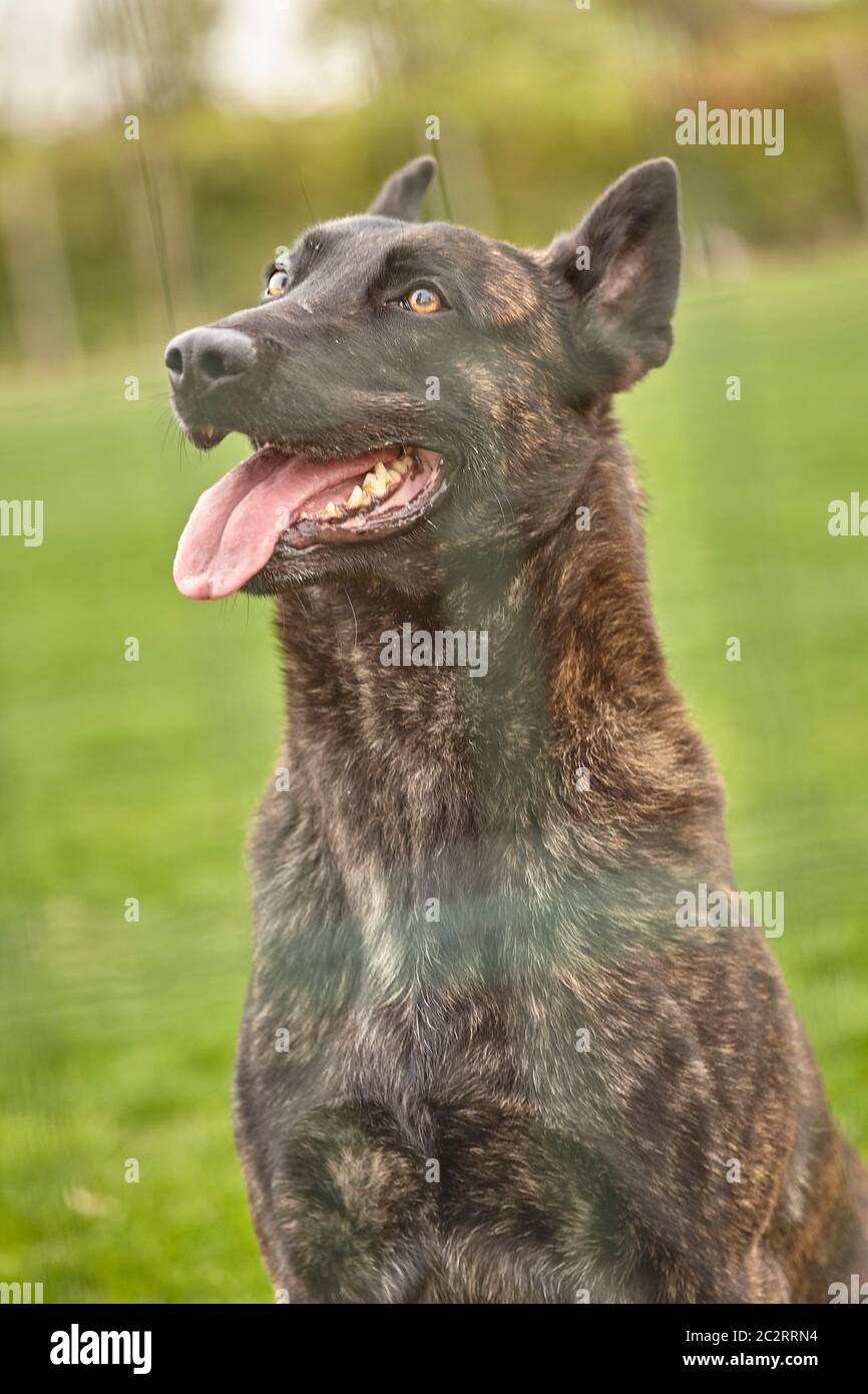 Portrait d'un chien noir avec le fond de la prairie Banque D'Images