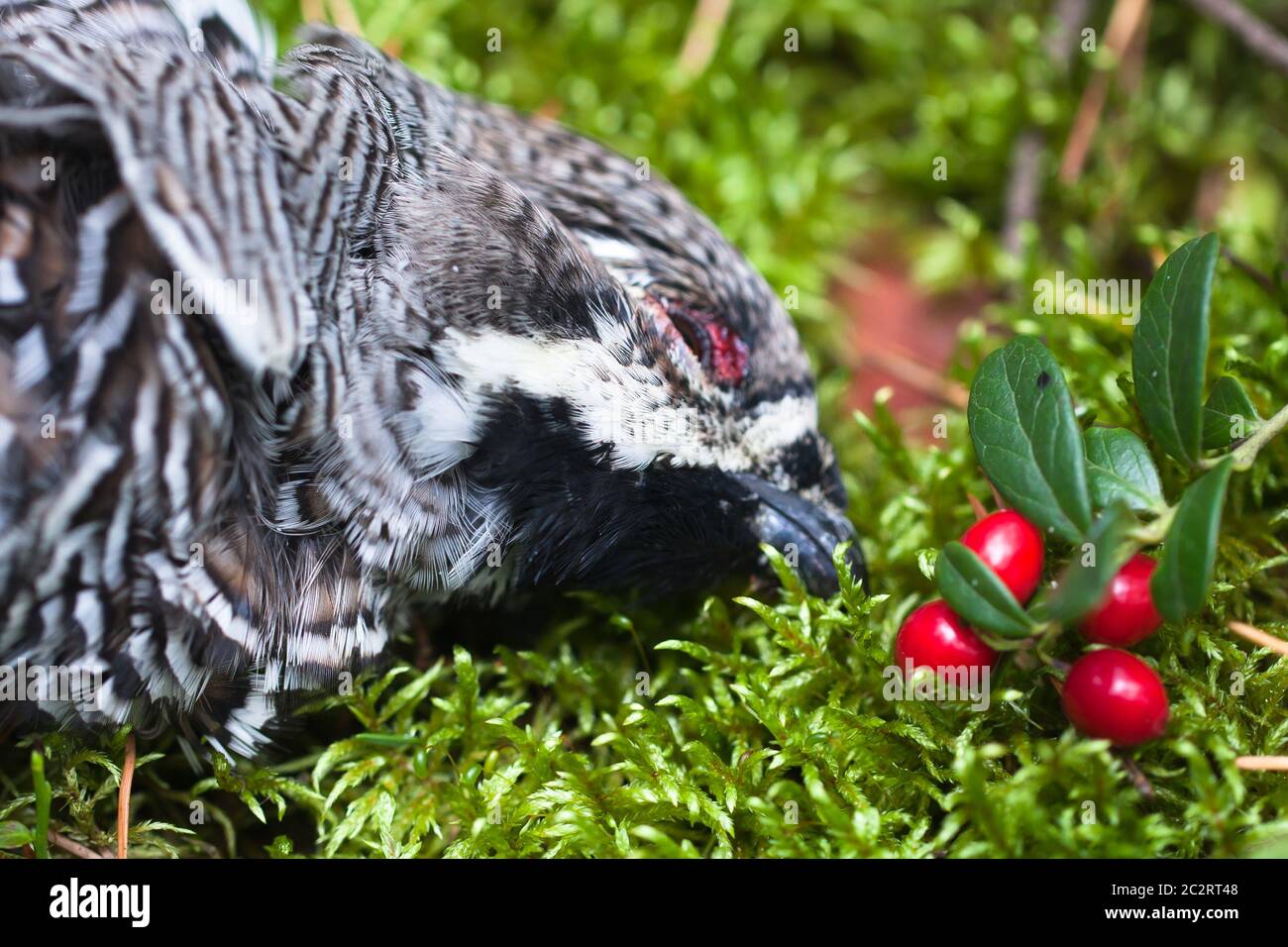 trophée hunter - le hazel-poule Banque D'Images