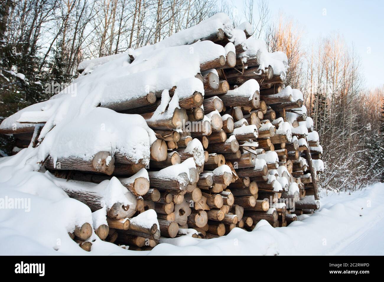 la pile de billes couvertes de neige dans la forêt Banque D'Images