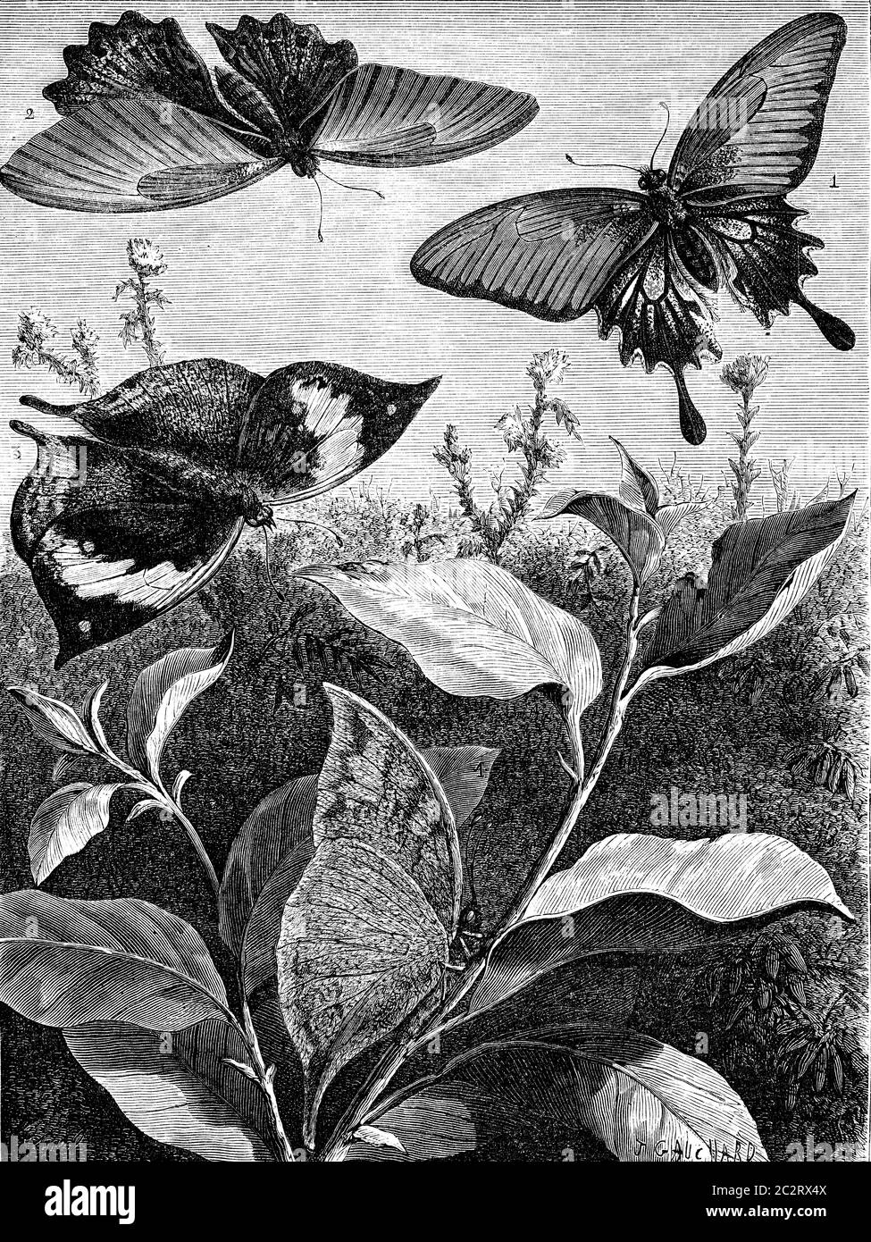 Dissimilarité femelle papillon Memnon. Kallima paralekta. L'illustration gravée vintage, même au repos. Le Tour du monde, Travel Journal, (1872). Banque D'Images