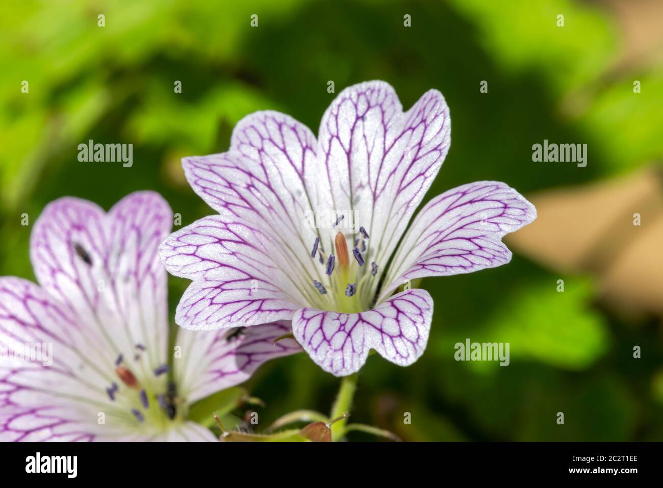 Géranium x oxonianum 'Lace Time' plante herbacée vivace de printemps de fleur d'été, rose violet, communément appelée cranesbill Banque D'Images