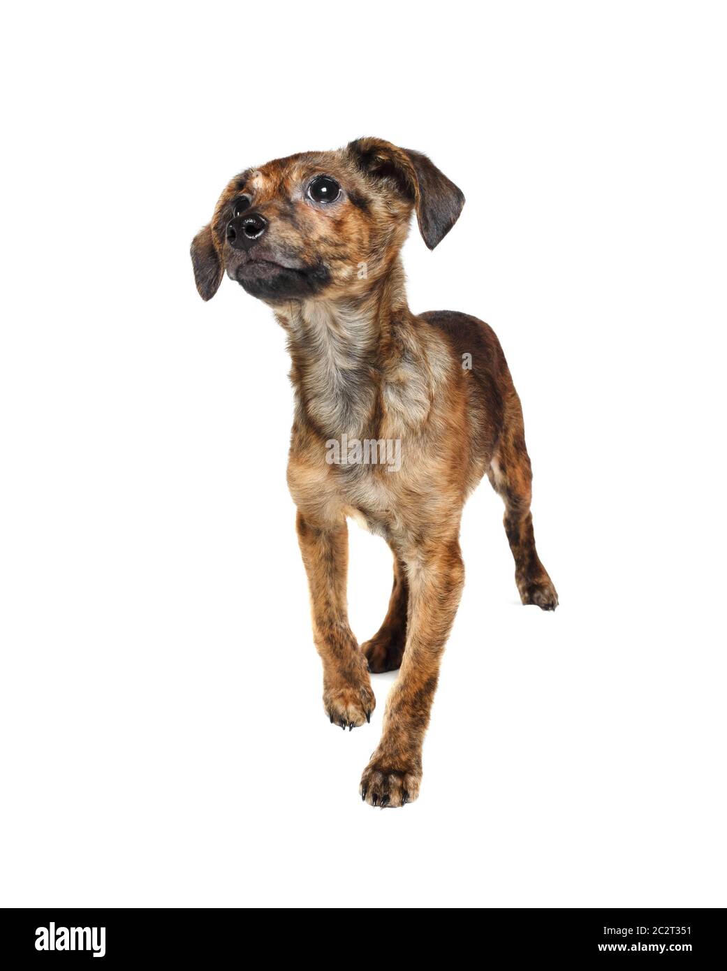 Chien de chiot debout Banque D'Images