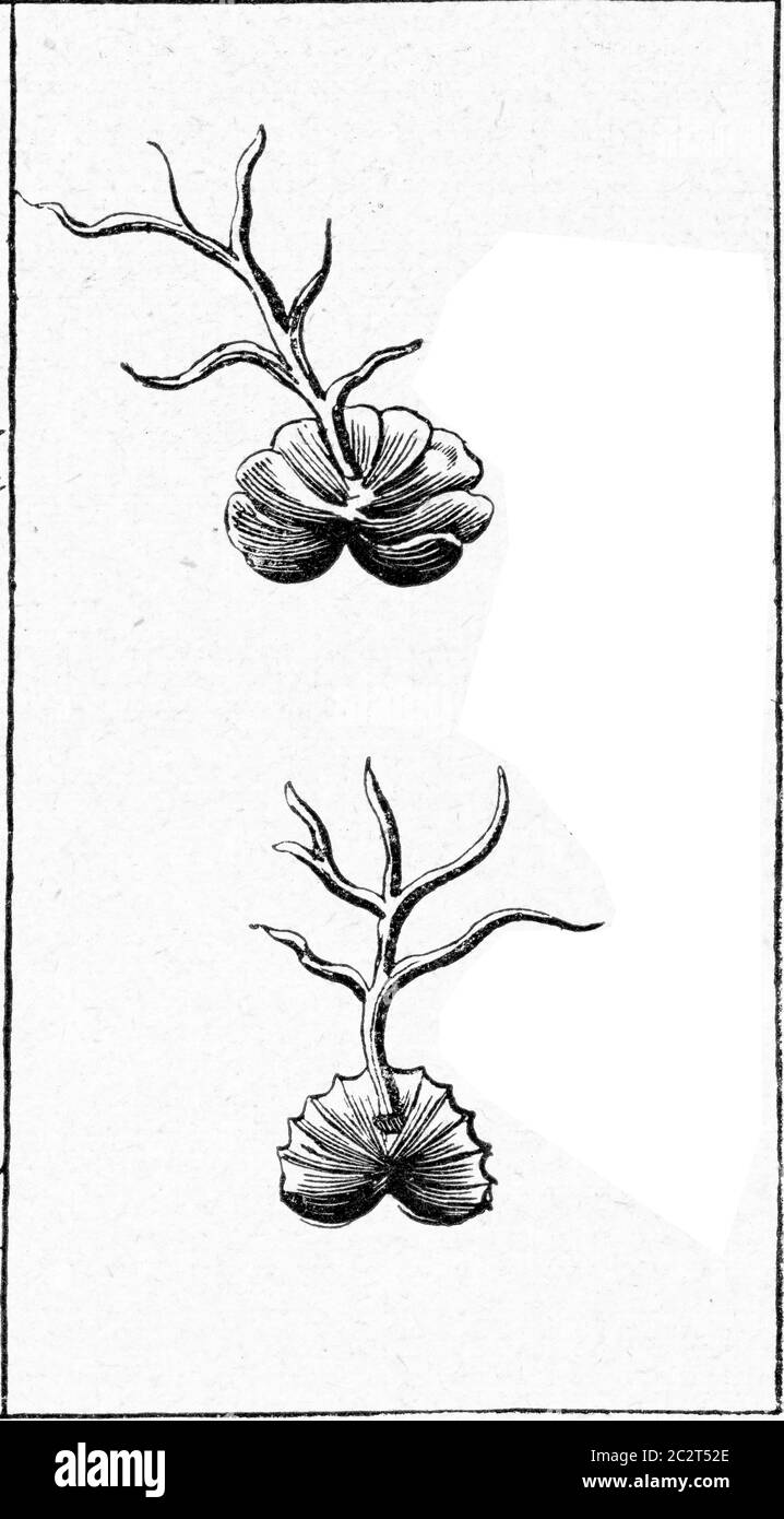 Magnifique pétrifaction et autres images, vintage gravé illustration. De l'Univers et de l'humanité, 1910. Banque D'Images