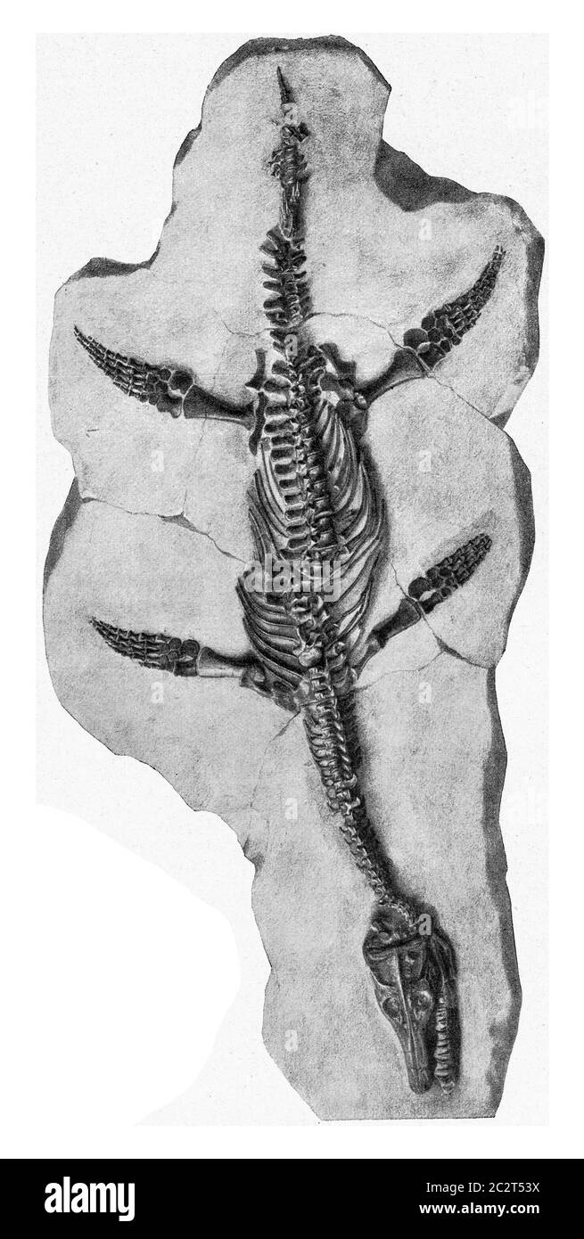 Plésiosaure, illustration gravée d'époque. De l'Univers et de l'humanité, 1910. Banque D'Images