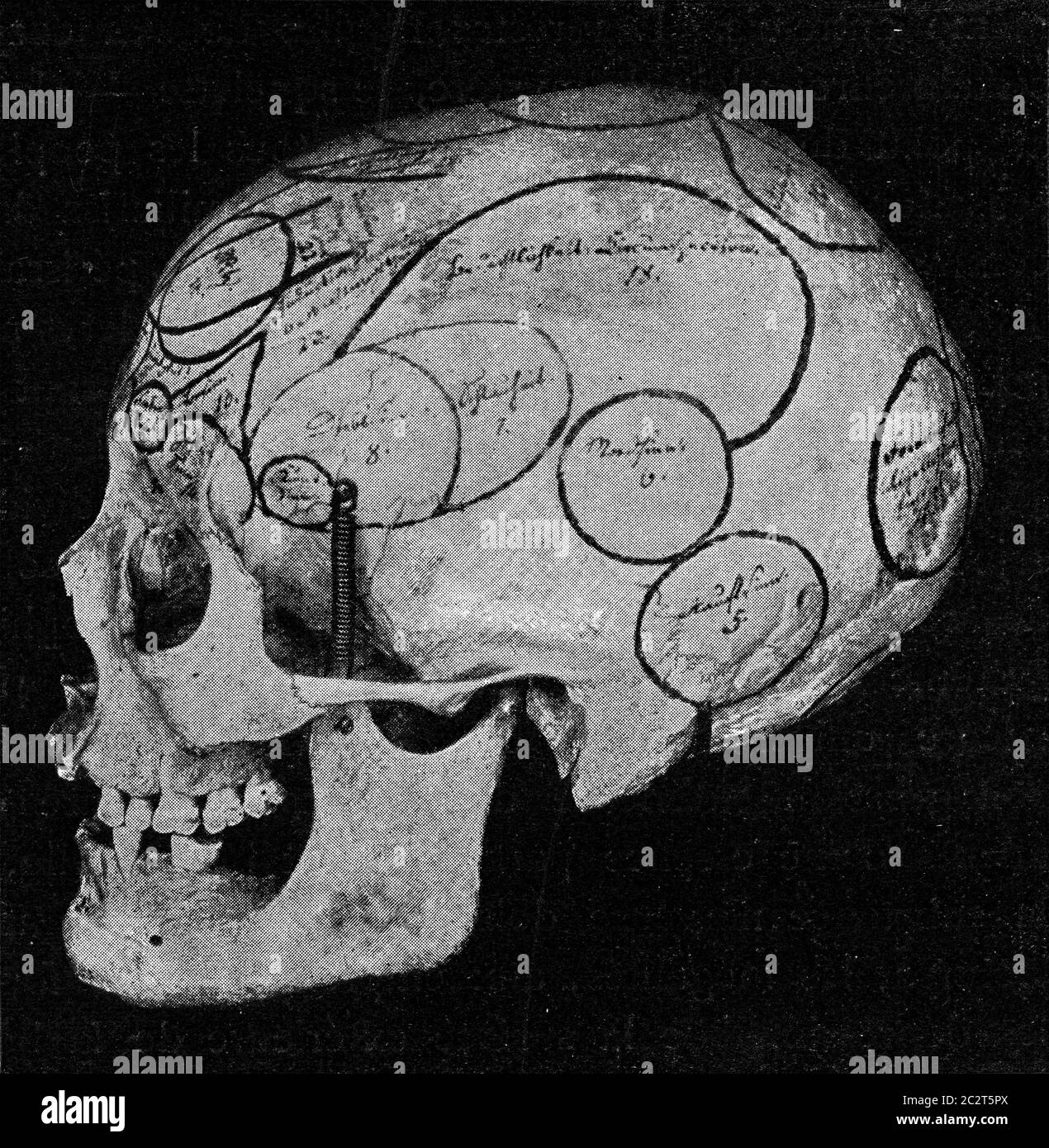 Crâne avec indication des organes de Gall vu du côté et du dos, illustration gravée vintage. De l'Univers et de l'humanité, 1910. Banque D'Images