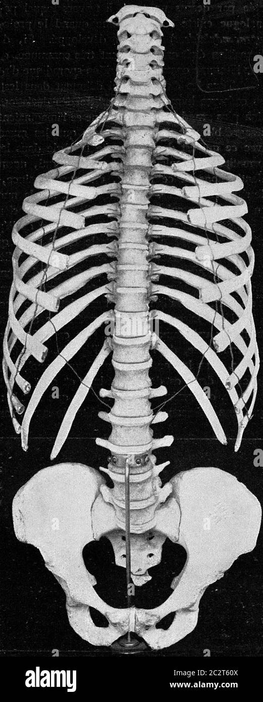 Colonne vertébrale humaine avec côtés et ceinture pelvienne, illustration gravée vintage. De l'Univers et de l'humanité, 1910. Banque D'Images