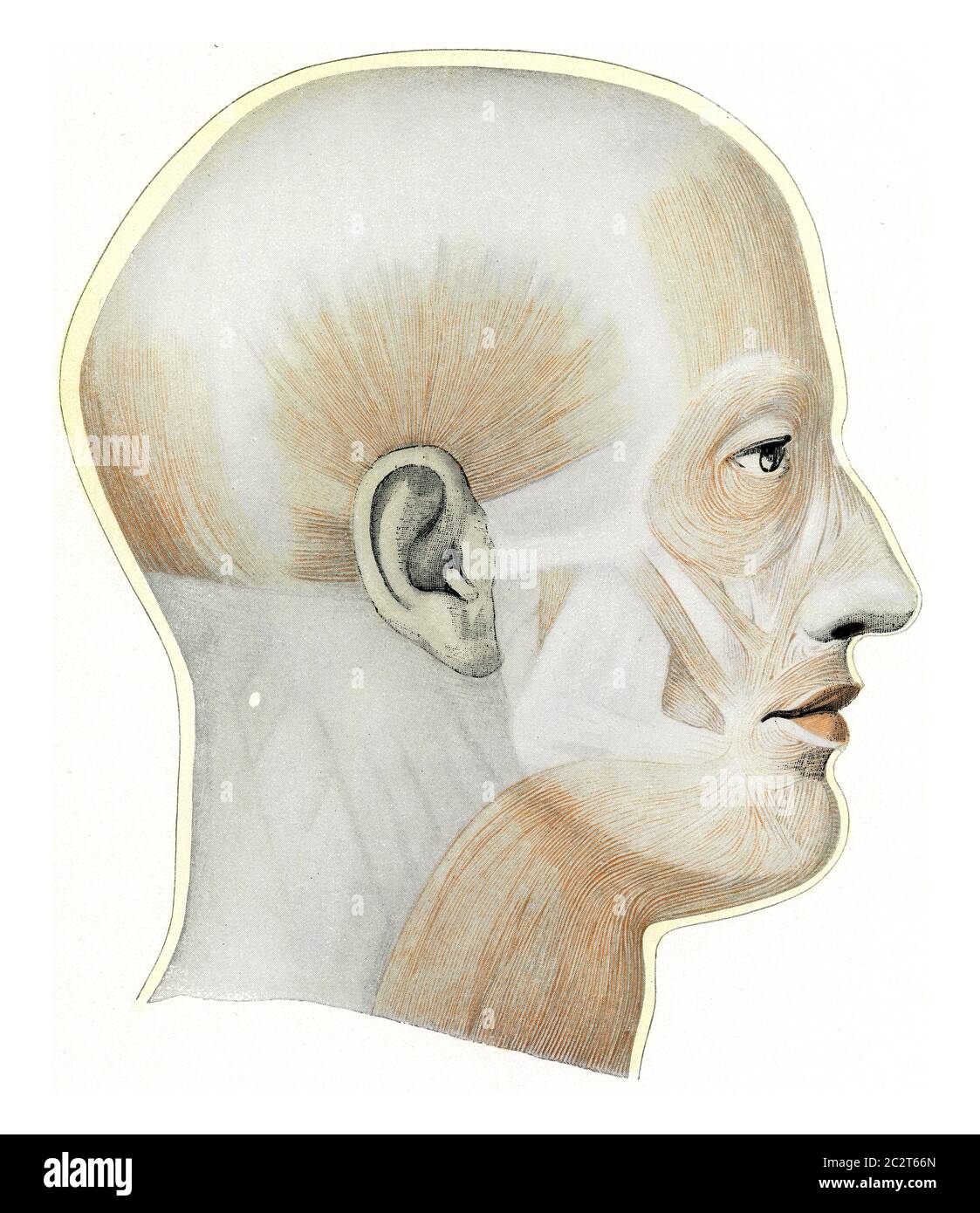 Les muscles superficiels de la tête et du cou d'une illustration européenne gravée d'époque. De l'Univers et de l'humanité, 1910. Banque D'Images