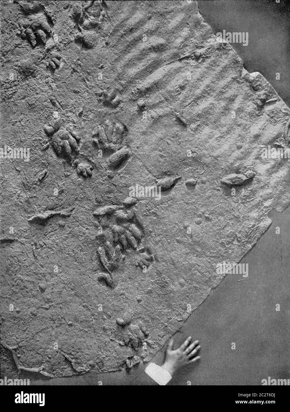 Empreinte naturelle des traces d'un vertébrés du continent de la période triassique, illustration gravée d'époque. De l'Univers et de l'humanité, Banque D'Images