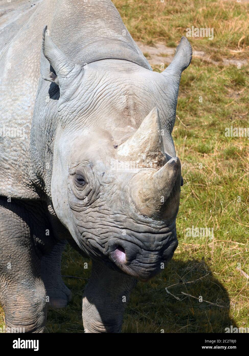 un gros plan du visage d'un bébé rhinocéros noir avec œil et corne Banque D'Images