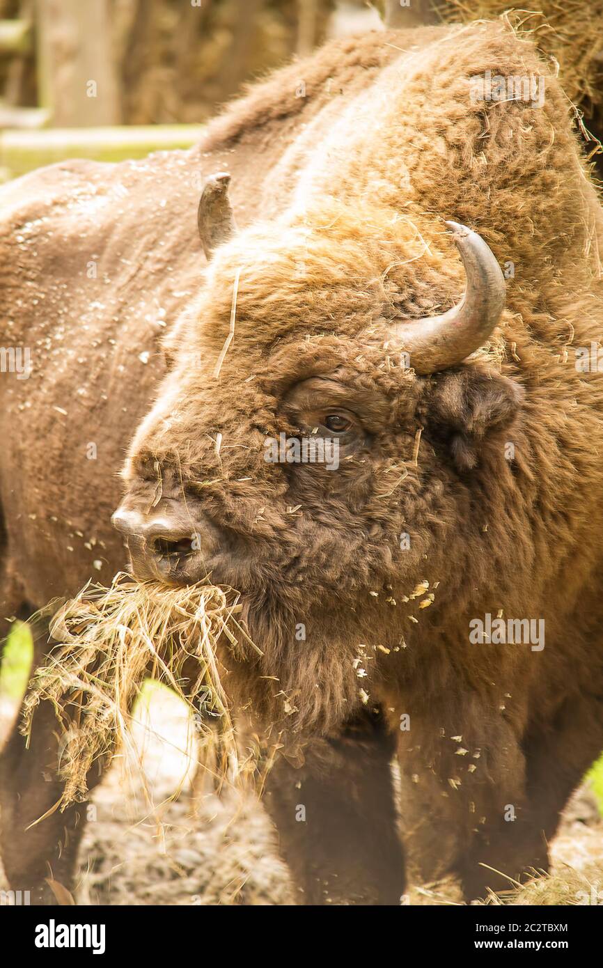 Le bison européen en danger de manger du foin. Banque D'Images