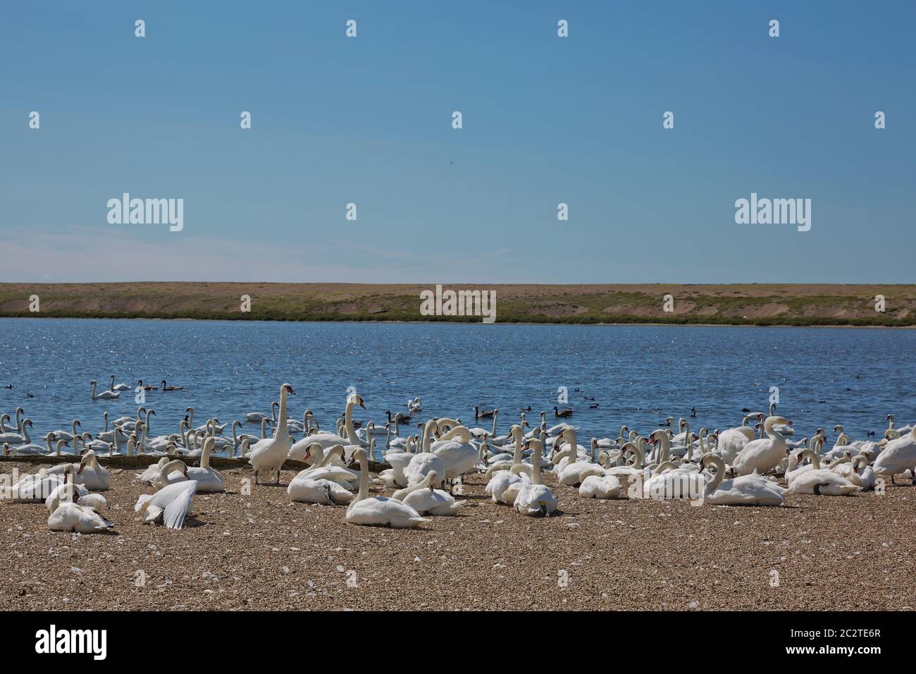 Troupeau de cygnes pendant la période de nutrition à la couvée d'Abbotsbury, à Dorset, au Royaume-Uni Banque D'Images