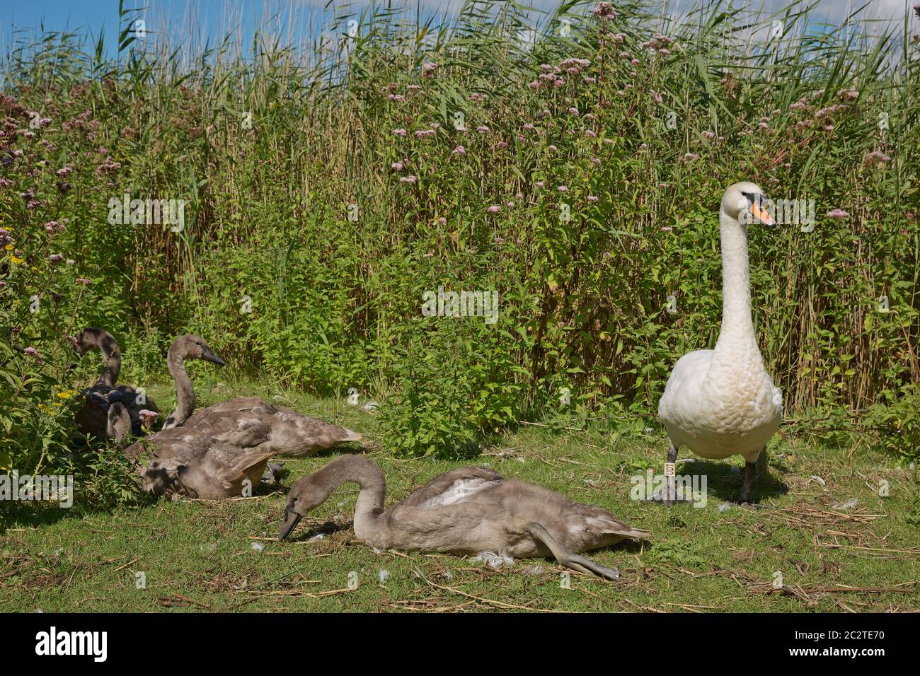 Troupeau de cygnes pendant la période de nutrition à la couvée d'Abbotsbury, à Dorset, au Royaume-Uni Banque D'Images