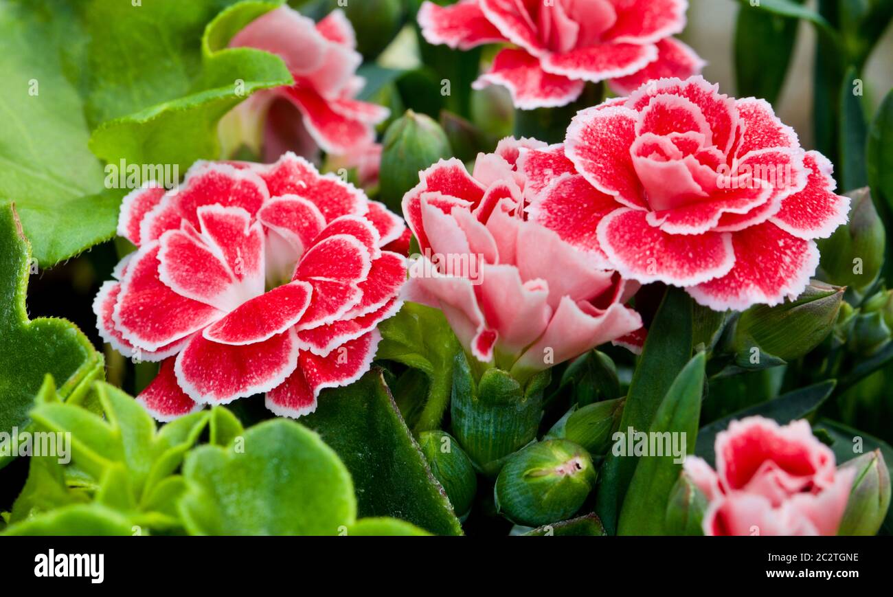 Dianthus caryophyllus ‘Oscar’ Banque D'Images