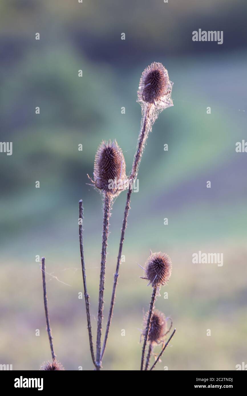 Wild Card Banque D'Images