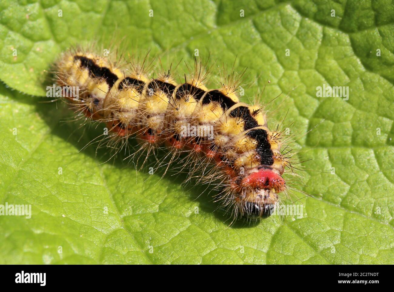 Macro d'une chenille de la harde de lait du loup Acronicta Euphorbiae Banque D'Images