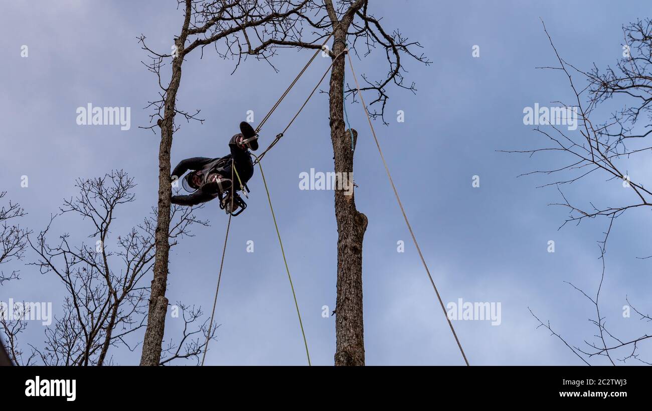 Travailleur avec tronçonneuse et casque accroché à la corde et coupant l'arbre Banque D'Images