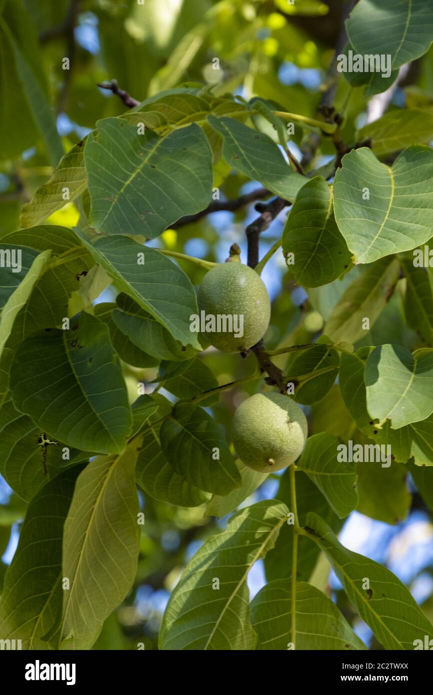 Véritable noyer (Juglans regia) avec des fruits non mûrs Banque D'Images