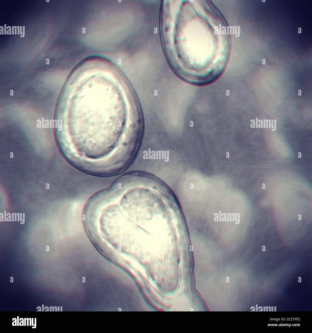 Fond cellulaire ou bactérien transparent. Cellules sous microscope. Gros plan sur les caillots noirs et blancs. Image d'arrière-plan des bactéries Banque D'Images