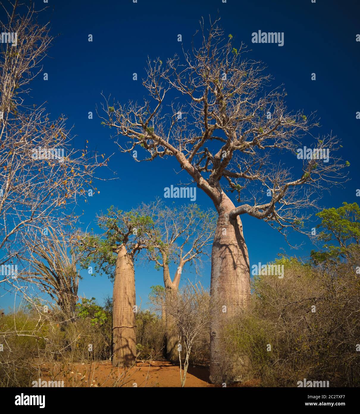 Paysage avec l'Adansonia rubrostipa aka baobab fieux dans la réserve de Reniala , Toliara, Madagascar Banque D'Images