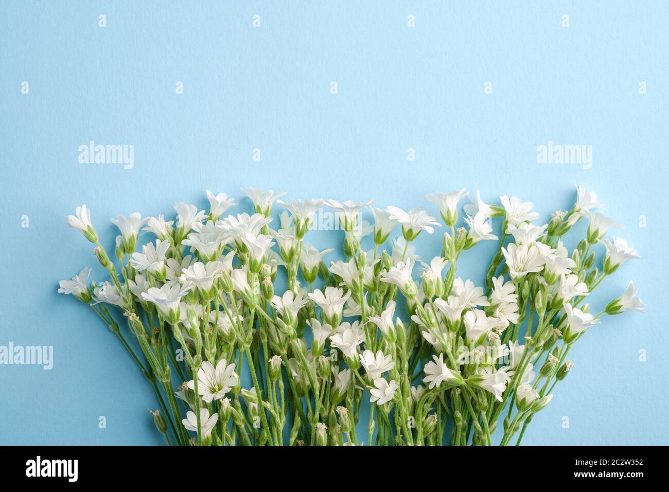 Souris blanche à l'oreille fleurs de chiche sur fond bleu, vue du dessus de l'espace de copie Banque D'Images