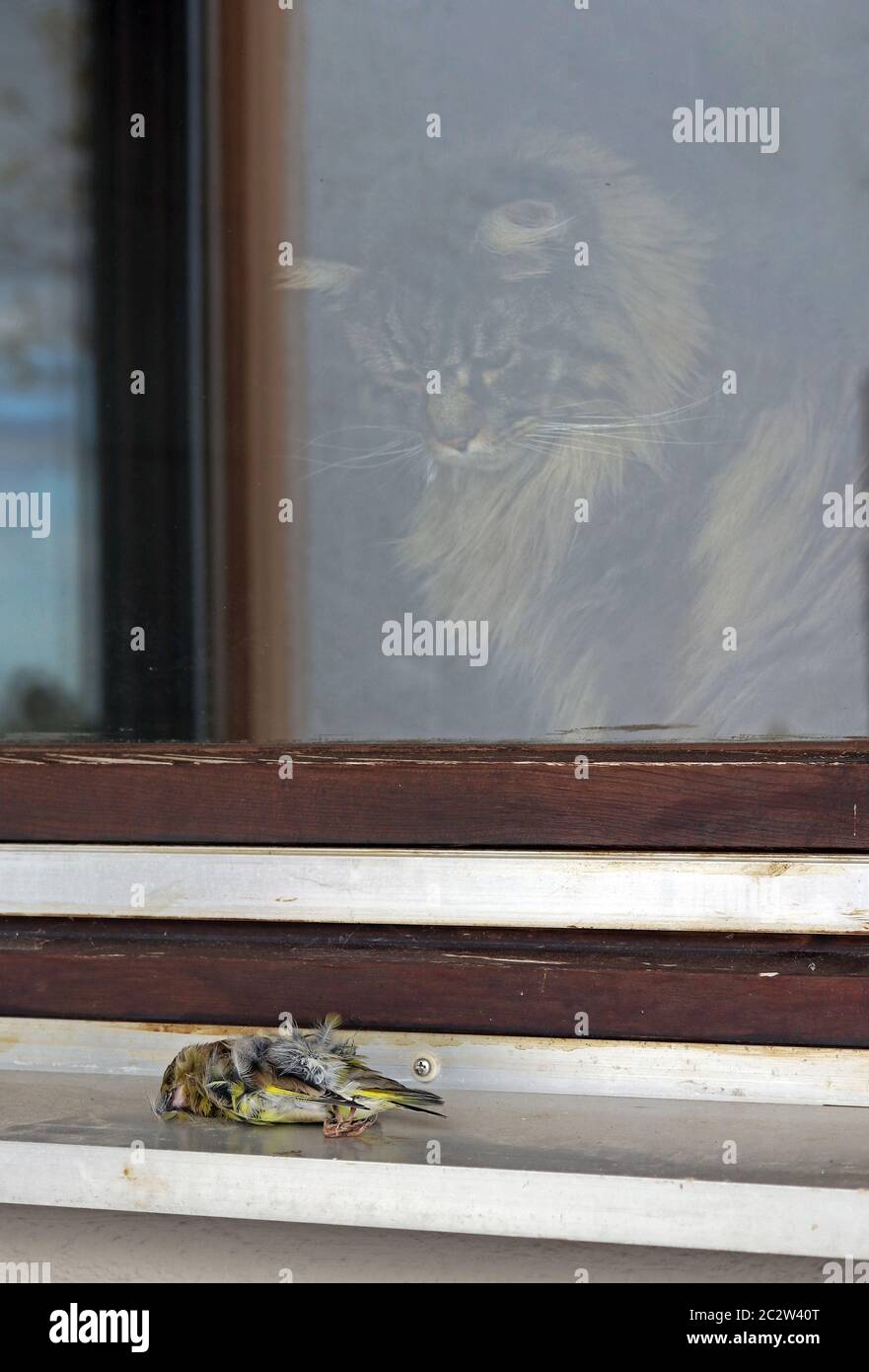 Un oiseau a volé contre une fenêtre et est mort, et un chat l'observe. Banque D'Images