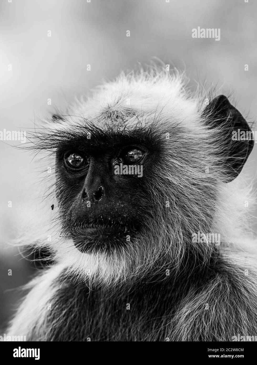 Portrait noir et blanc de langours gris ou de langours Hanuman ou de langour indien ou de singe au parc national de ranthambore ou à la réserve de tigres, rajasthan, inde Banque D'Images