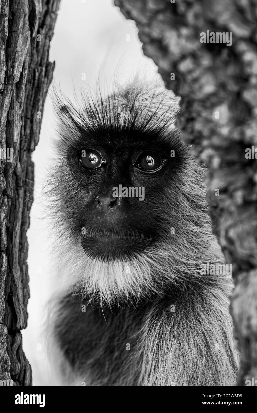 Portrait noir et blanc de langours gris ou de langours Hanuman ou de langour indien ou de singe au parc national de ranthambore ou à la réserve de tigres, rajasthan, inde Banque D'Images