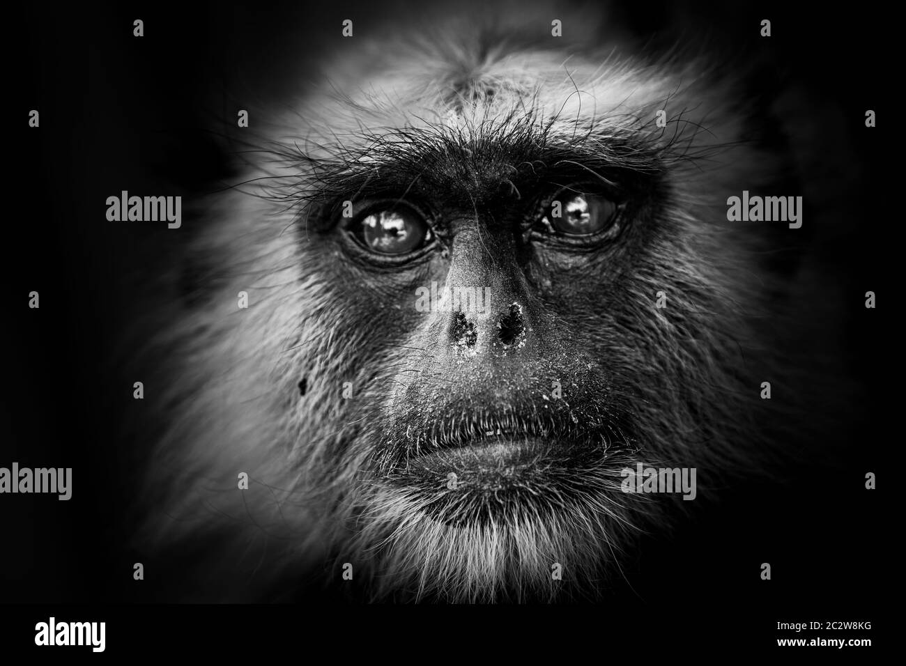 Portrait noir et blanc de langours gris ou de langours Hanuman ou de langour indien ou de singe au parc national de ranthambore ou à la réserve de tigres, rajasthan, inde Banque D'Images