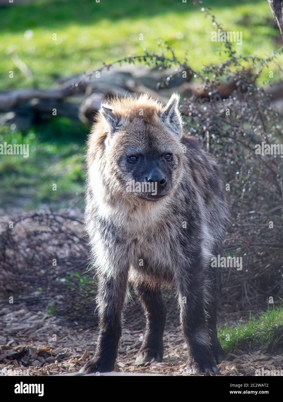Hyène tacheté dans la nature Banque D'Images