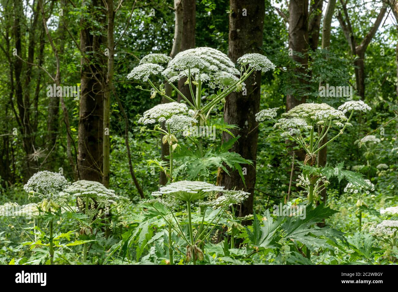 L'heracleum mantegazzianum, une plante à fleurs envahissante de grande taille au Royaume-Uni Banque D'Images