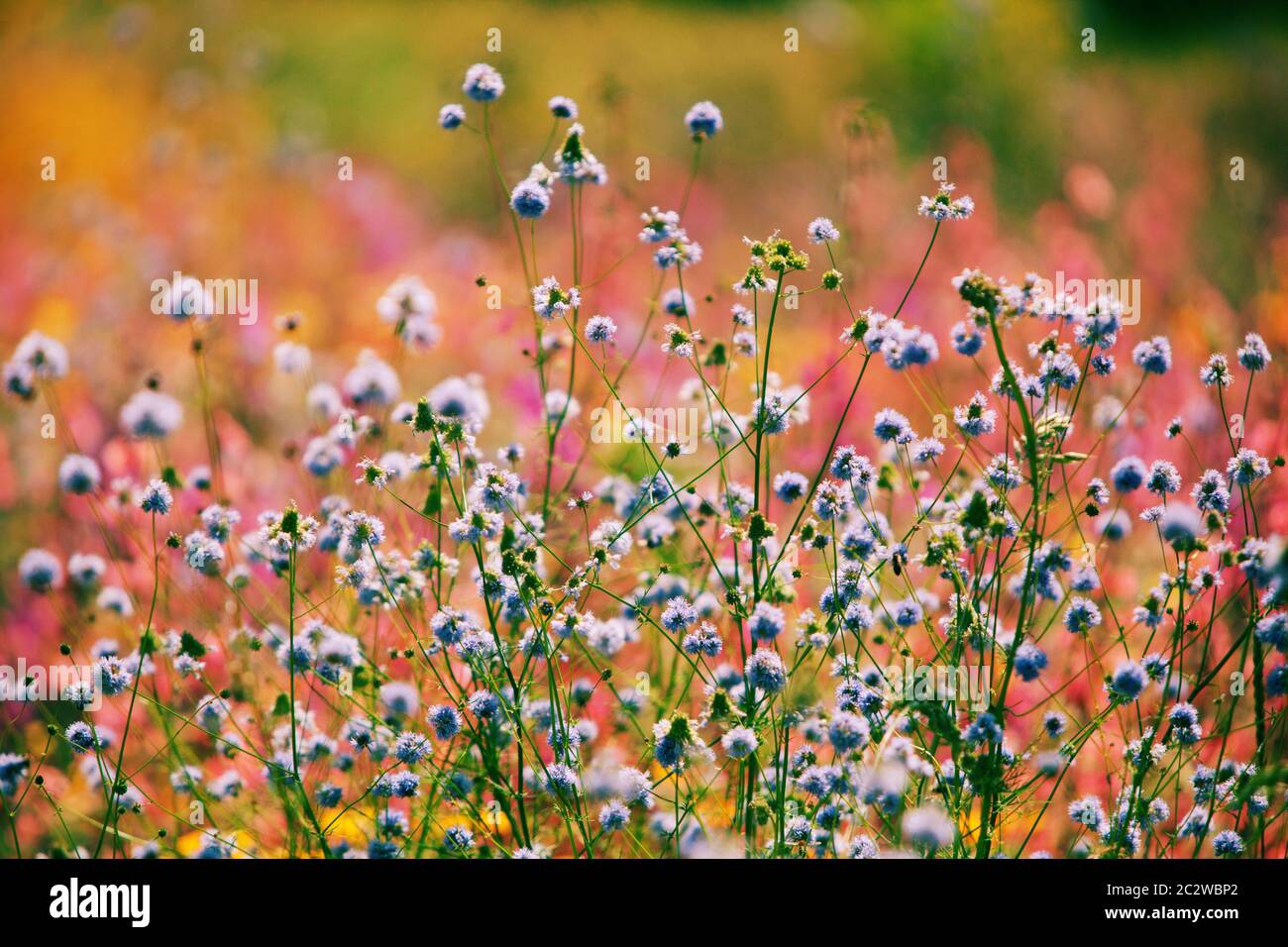 Jardin de juin en pleine fleur jardin de fleurs de prairie Banque D'Images