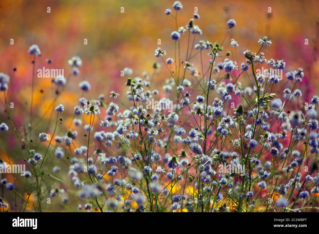 Fleurs sauvages bleues jardin plantes fleurs sauvages colorées en pleine fleur juin fleurs prairie globe gilia Banque D'Images