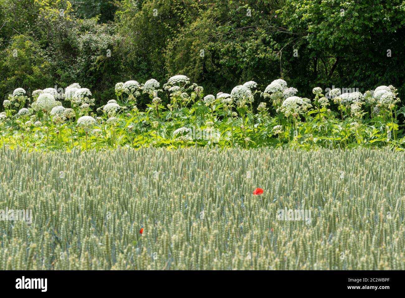 L'heracleum mantegazzianum, une grande plante à fleurs envahissantes au Royaume-Uni, pousse le long d'une bordure de champ Banque D'Images